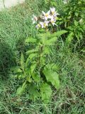 Solanum bonariense